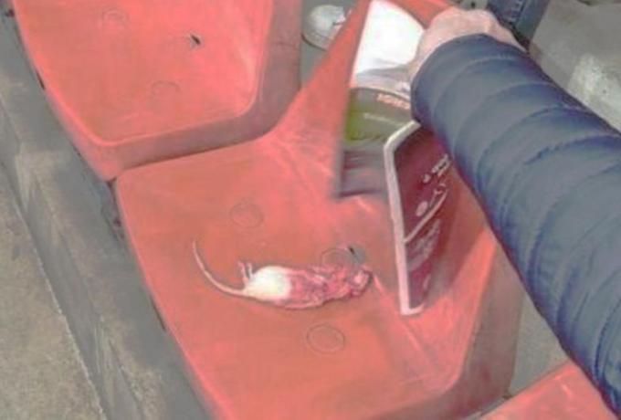 Αδιανόητο: Οπαδοί πέταξαν νεκρούς αρουραίους στους αντίπαλους τους! thumb